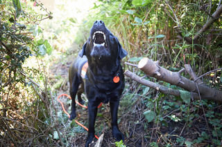 Den Maihof-Igeln auf der Spur